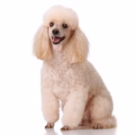 A cream miniature poodle, a small breed variety of the larger standard sized dog. It has long, fluffy ears and a big doggy smile.