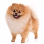 A fluffy Pomeranian (an energetic small breed dog) with the classic white and orange coloring.