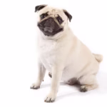 A tan pug dog with the characteristic dark brown patches around the eyes, ears, and muzzle.