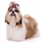 A white and tan Shih Tzu dog with black streaks around her eyes and jaw. The hair on her head is pulled up into a high ponytail with a small pink bow.